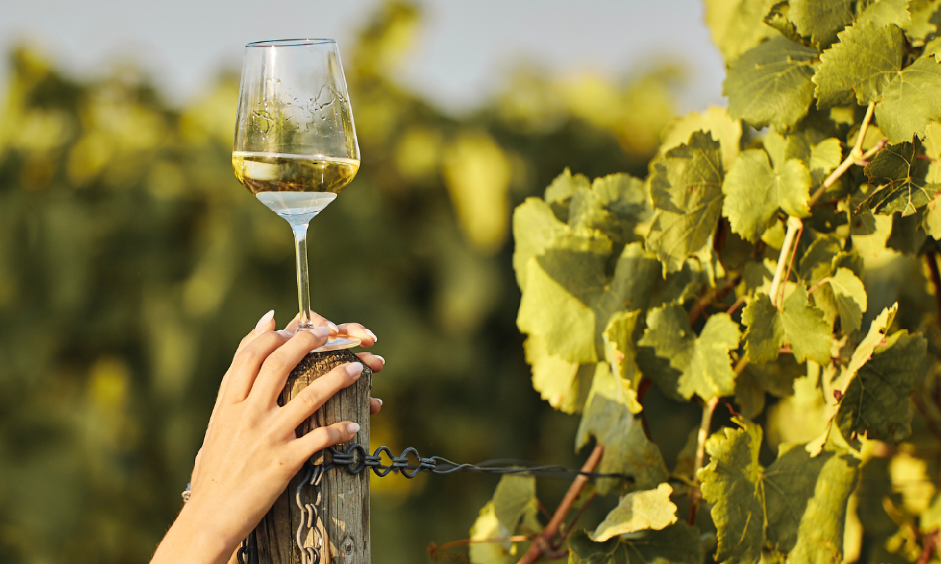 Weinbaumuseum Degustation