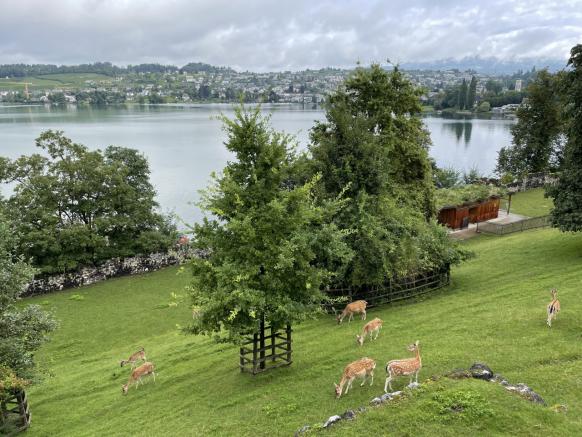 Damhirsche im Hirschpark Rapperswil