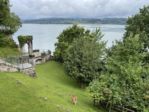 Hirschpark auf der Nordseite des Schlosshügels