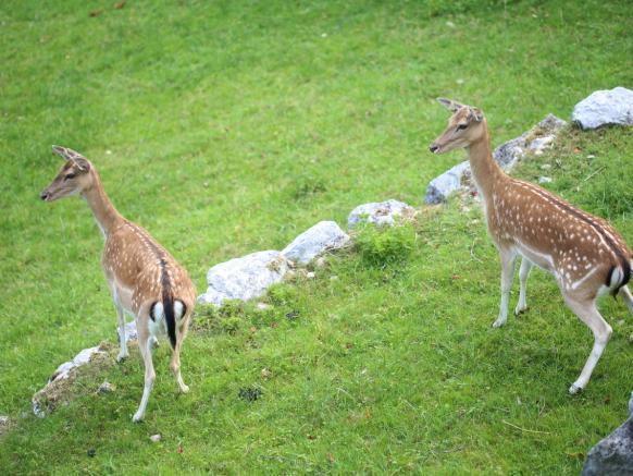 Junge Hirsche im Hirschpark