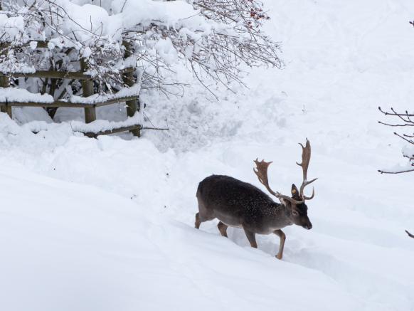 Damhirsch mit Schaufelgeweih im Schnee
