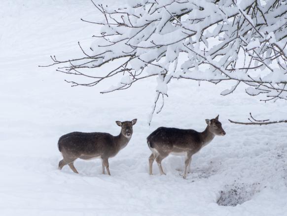 Damhirsche am Schlosshügel Rapperswil im Schnee